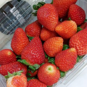 Fresas Hidropónicas solo Lunes y jueves por la tarde.